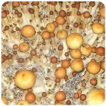 Псилоцибиновые (галлюциногенные)  грибы Psilocybin "Golden Teacher" в Бородино