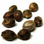 Семена марихуаны АК-47  (Seeds AK-47) в Бородино